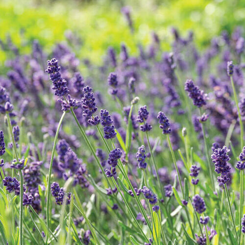 Лаванда вузьколиста Ellagance Purple, контейнер 2,5 л