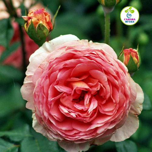 Троянда Абрахам Дербі (Abraham Darby), Д.Остіна