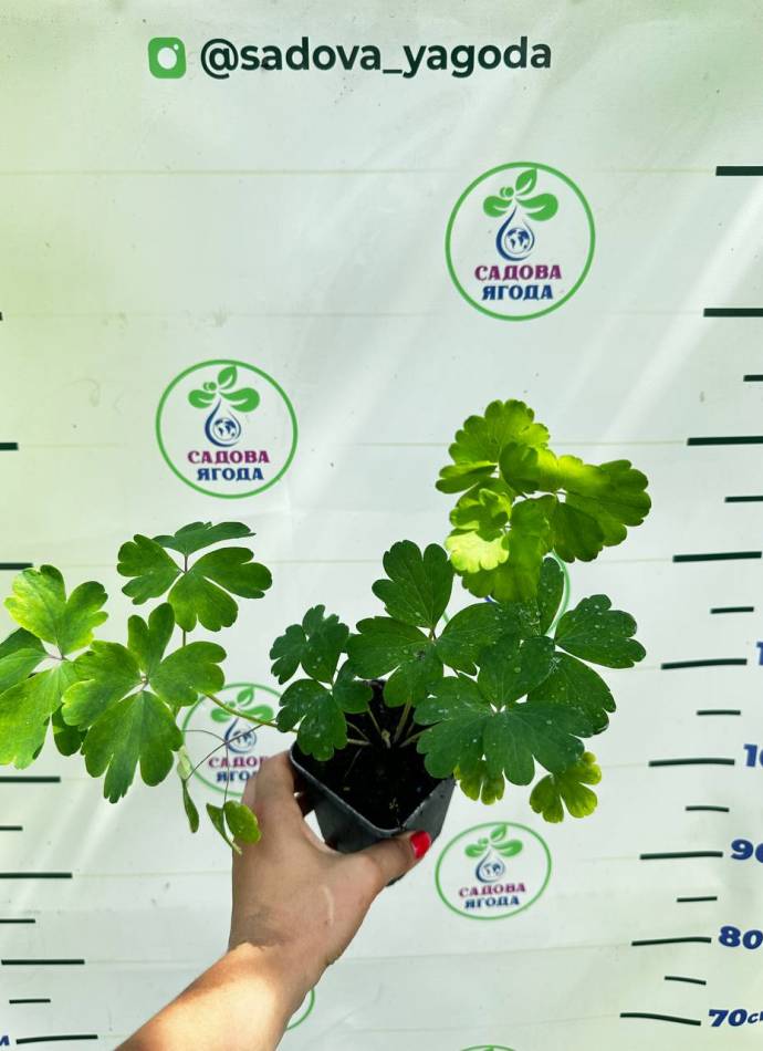 Аквілегія махрова мікс кольорів, саджанці, р9