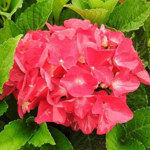 Гортензія широколиста Альпенглюхен (Hydrangea macrophylla Alpengluhen), р9