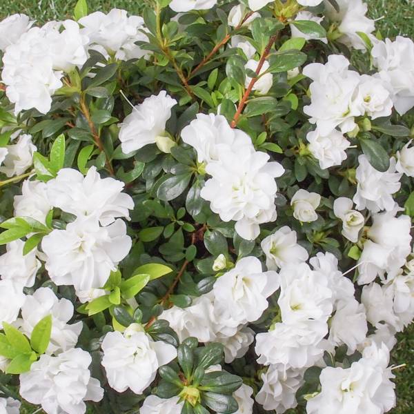 Азалія японська Шнііперла (Azalea japonica ‘Schneeperle’)
