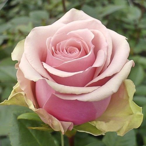 Троянда Бель Роуз (Belle Rose)