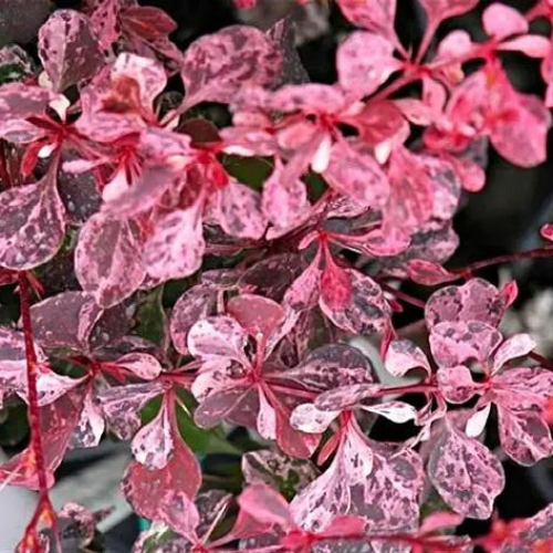 Барбарис Пінк Аттракшн (Pink Attraction),2л