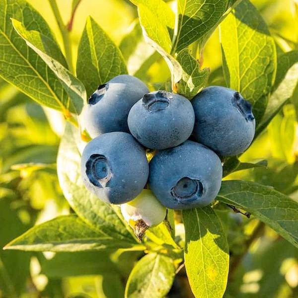 Саджанці лохини "Bluecrop" ("Блюкроп") 2-х річні