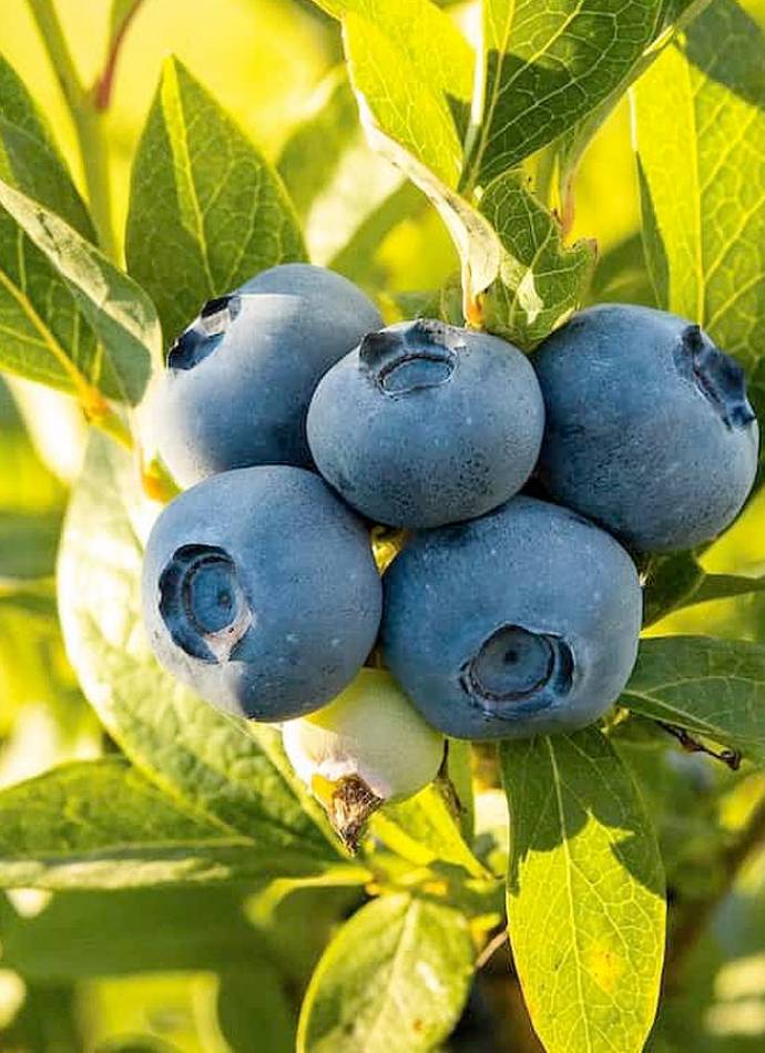 Саджанці лохини "Bluecrop" ("Блюкроп") 2-х річні