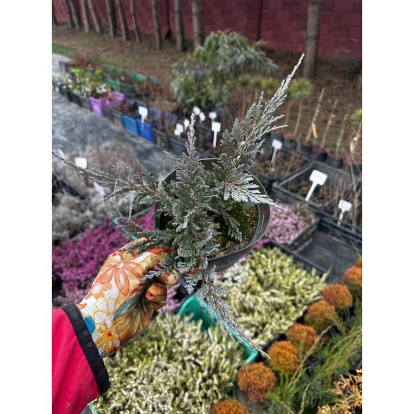 Ялівець горизонтальний Блю Чіп (Блу Чіп), 1,5л
