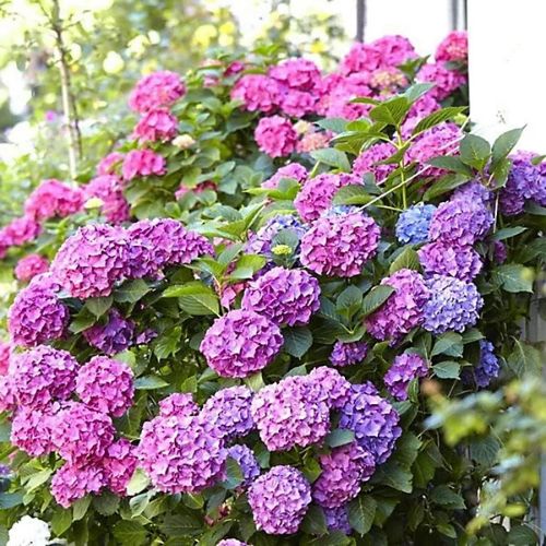 Гортензія широколиста Буккет Роуз (Hydrangea macrophylla Bouquet Rose), р9