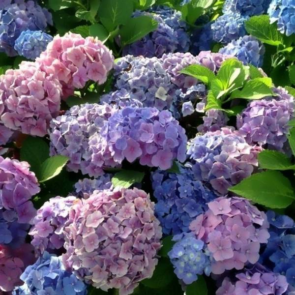 Гортензія широколиста Боденсі (Hydrangea macrophylla Bodensee), р9