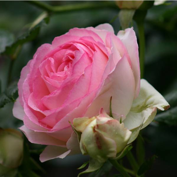 Троянда "Eden Rose" ("Еден Роуз") плетиста
