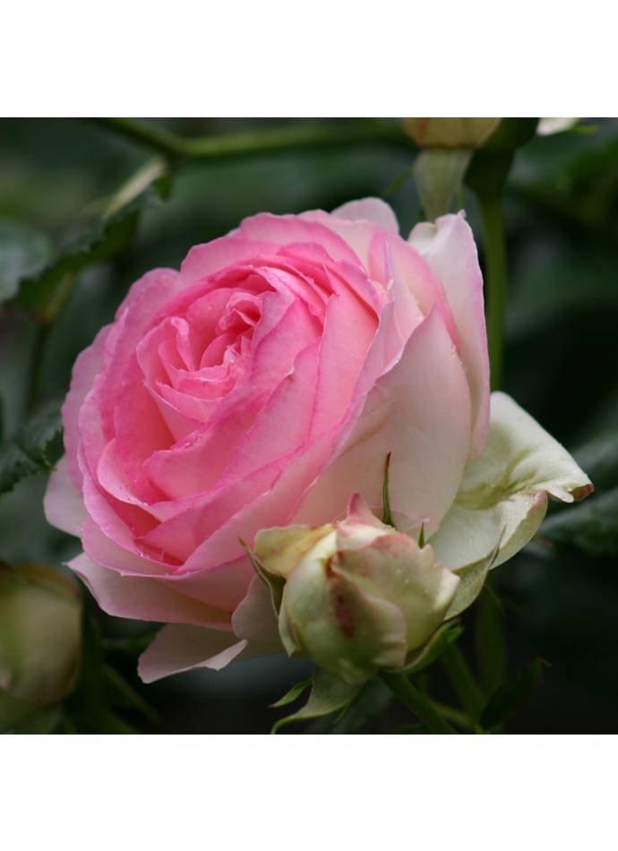 Троянда "Eden Rose" ("Еден Роуз") плетиста