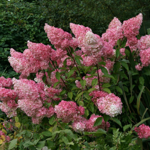 Гортензія волотиста Vanille Fraise (Ваніль Фрайз) 0,5 л