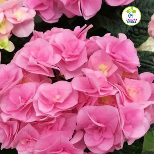 Гортензія крупнолиста Флорентіна Пінк (Florentina Pink) F12