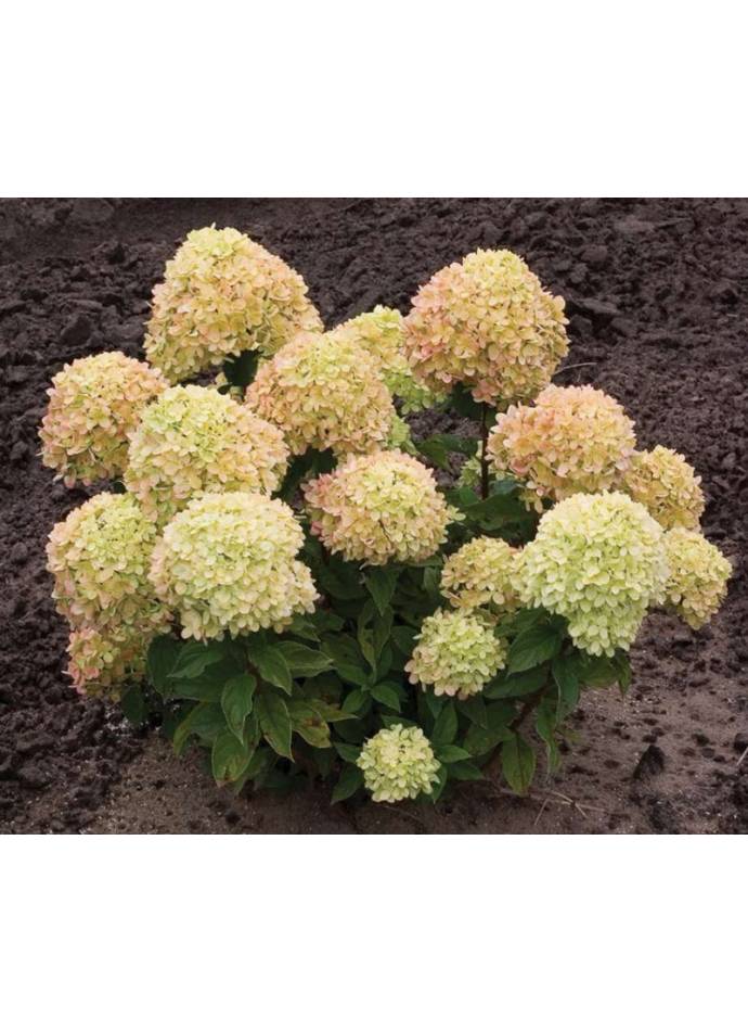 Гортензія волотиста Little Lime (Літл Лайм), 0,5 л