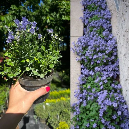 Кампанула Jingle Blue (Джангл Блу), 1л