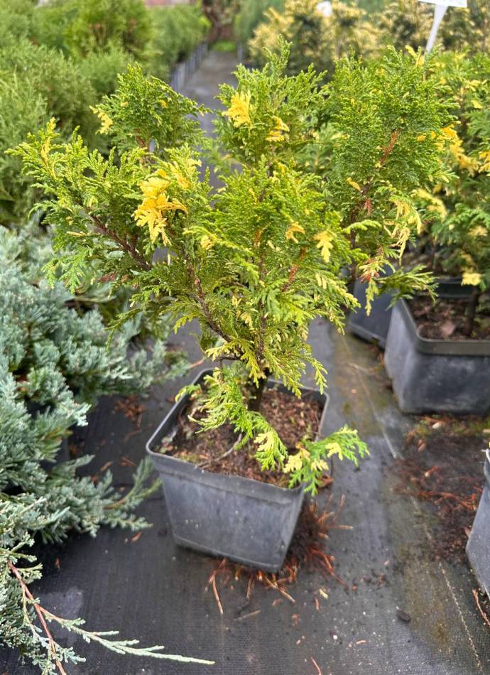 Кипарисовик Nana Aureovariegata (Нана Ауроваріагата), 3л