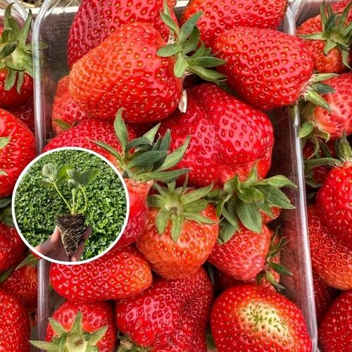 Саджанці ранньої полуниці  ("Клеріі") з закритою кореневою системою