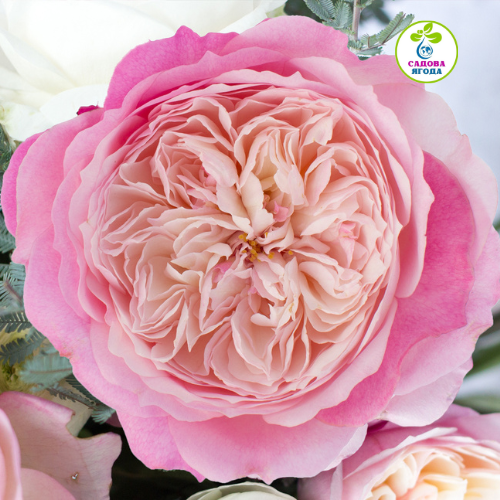 Троянда "Constance" (Констанс) Д.Остіна