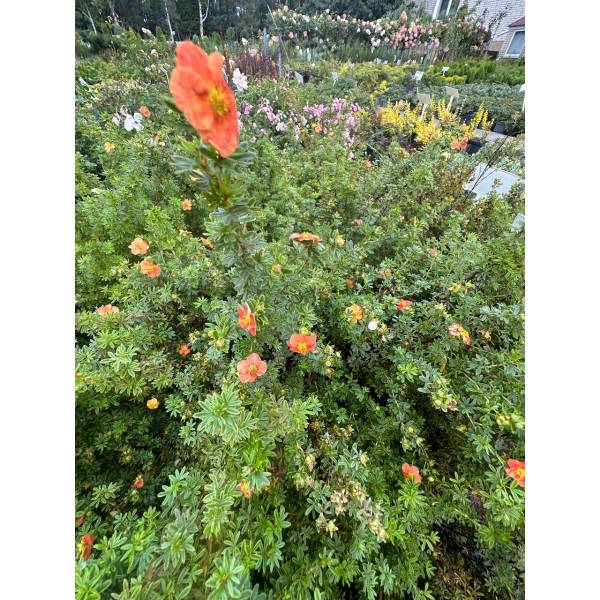 Лапчатка (перстач) оранжева Orange Star (Оранж стар), 3л