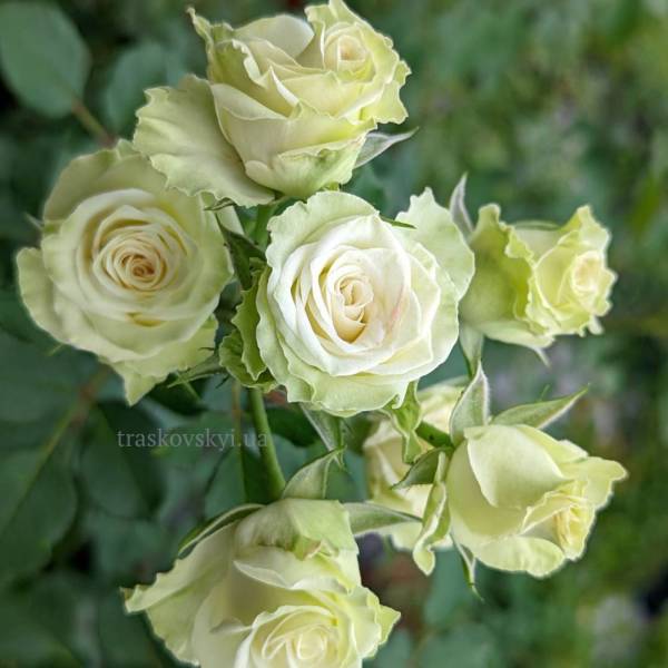 Троянда "Lovely Green" ("Лавлі Грін")