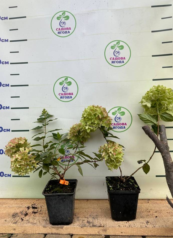 Гортензія волотиста Little Lime (Літл Лайм), 0,5 л