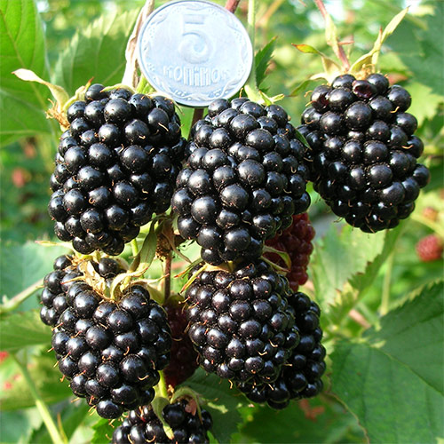 Ожина Лохтей, 3 л