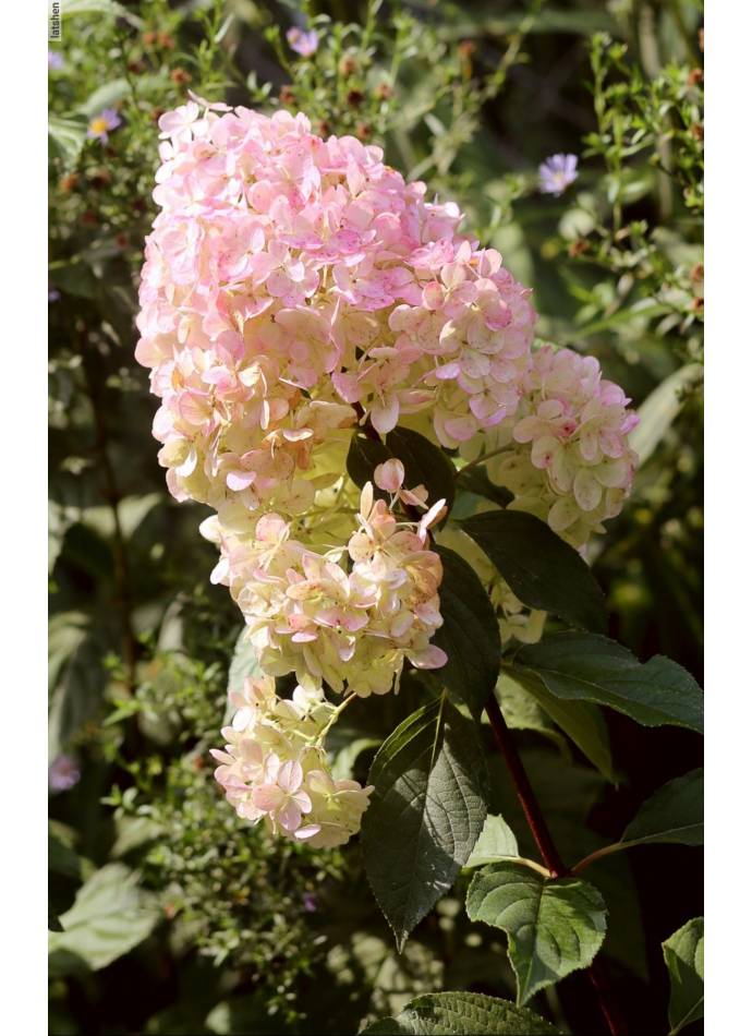 Гортензія волотиста Magical Sweet Summer (Меджикал Світ Саммер)0,5л