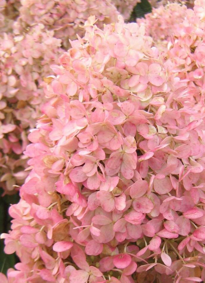 Гортензія волотиста Magical Sweet Summer (Меджикал Світ Саммер)0,5л