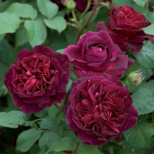 Троянда Мунстед Вуд (Munstead Wood) Д.Остіна