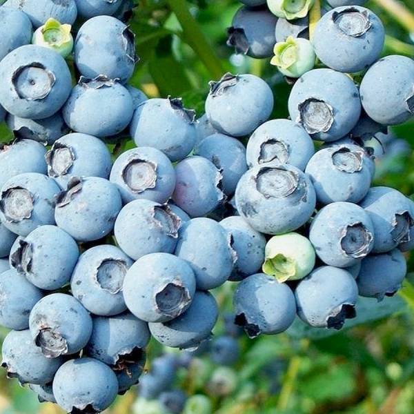 Саджанці лохини "Nelson" ("Нельсон") 4 річні