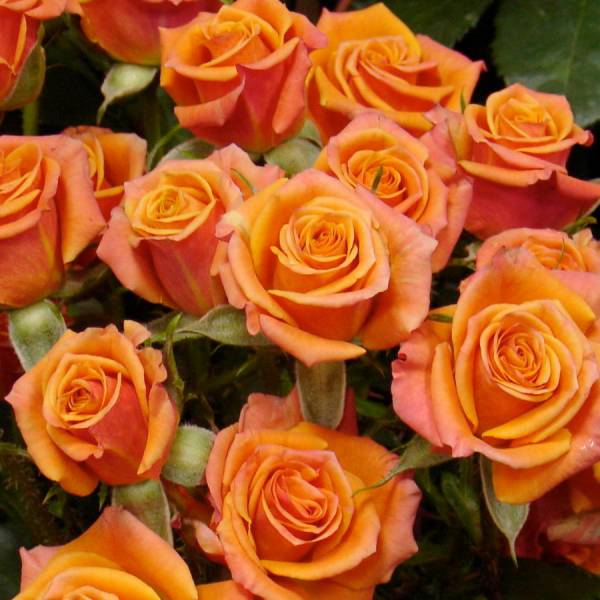 Троянда "Orange Babyflor" ("Оранж Бебі")