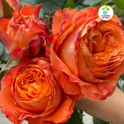 Троянда  Оранж Романтика (Orange Romantica)
