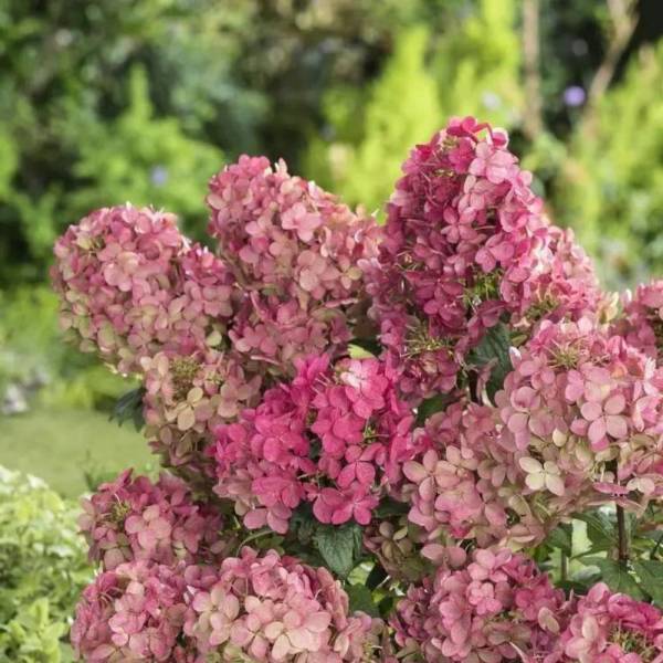 Гортензія волотиста Панфлора (Panflora), 2л