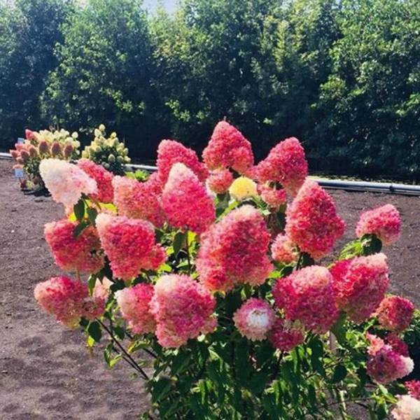 Гортензія волотиста  Living pink & rose (Лівінг пінк енд роуз), 0,5 л