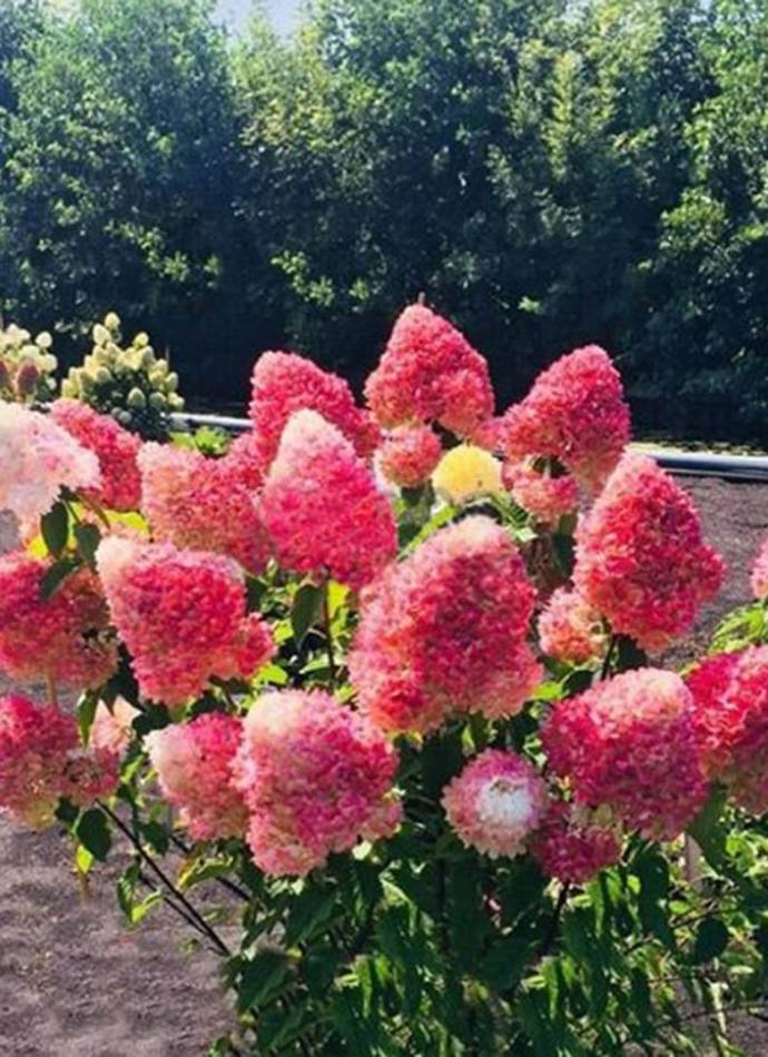 Гортензія волотиста  Living pink & rose (Лівінг пінк енд роуз), 0,5 л