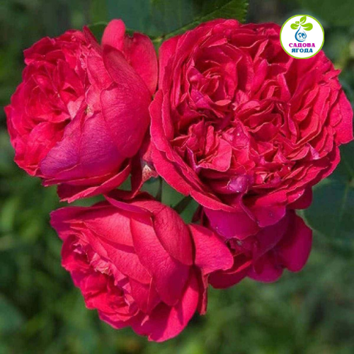 Троянда Ред Еден Роуз (Red Eden Rose), паркова