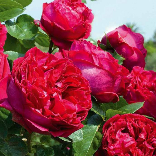 Троянда Ред Еден Роуз (Red Eden Rose), паркова