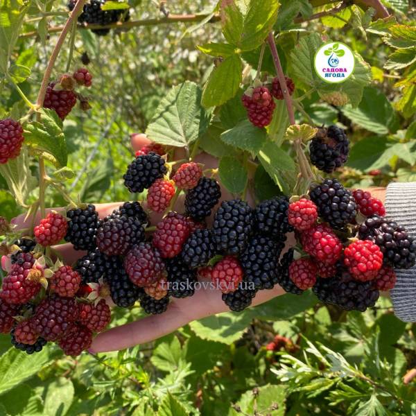 Саджанці ожини Оаучита (Ouachita), контейнер 0,5л Безколючкова