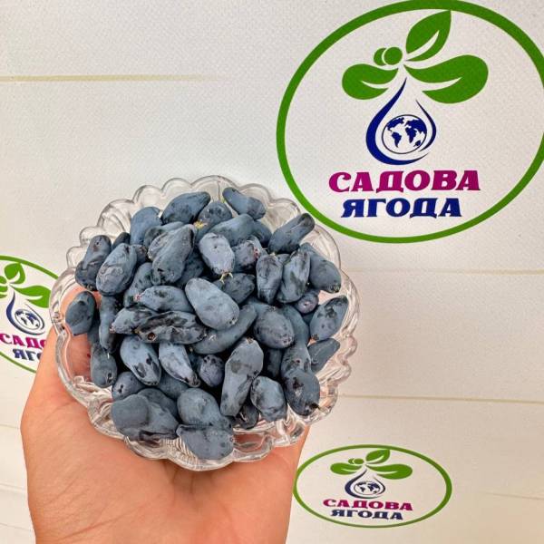 Жимолость Бореал Б'юті (3 роки)