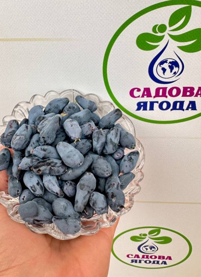 Жимолость Бореал Б'юті (4 роки)