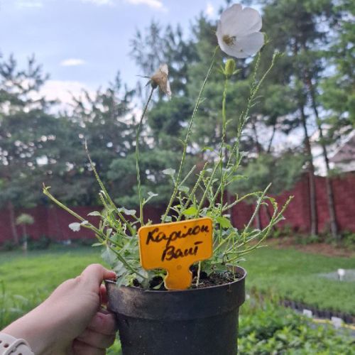 Кампанула Карілон Вайт (Carillon White), 1л