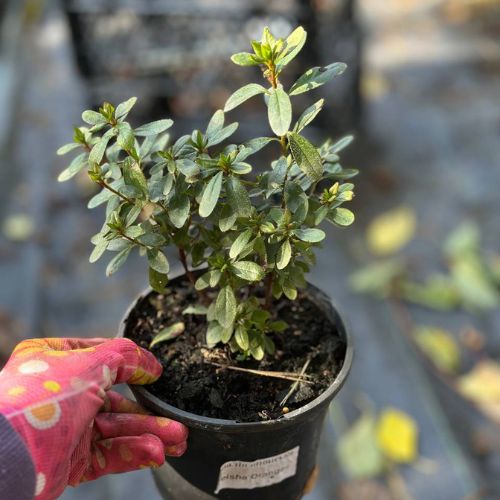 Азалія японська ‘Леді Каненса’ (Azalea japonica ‘Lady Kanensa’)