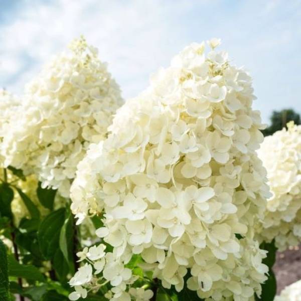 Гортензія волотиста Саммер Сноу (Summer snow) 2 л