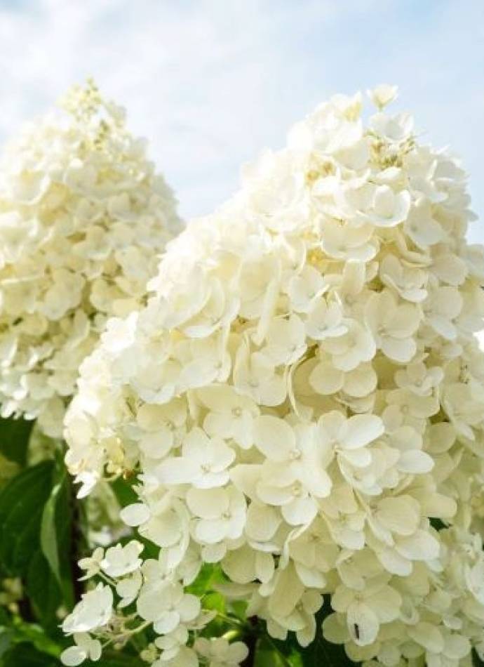 Гортензія волотиста Саммер Сноу (Summer snow) 0,5 л