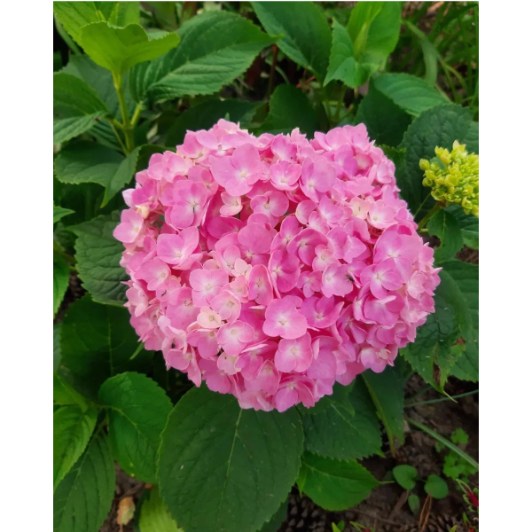 Гортензія широколистна рожева (HYDRANGEA MACROPHYLLA PINK), 3л