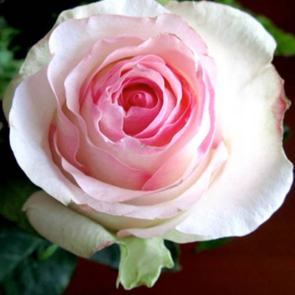 Троянда "Senorita" ("Сеньйоріта")