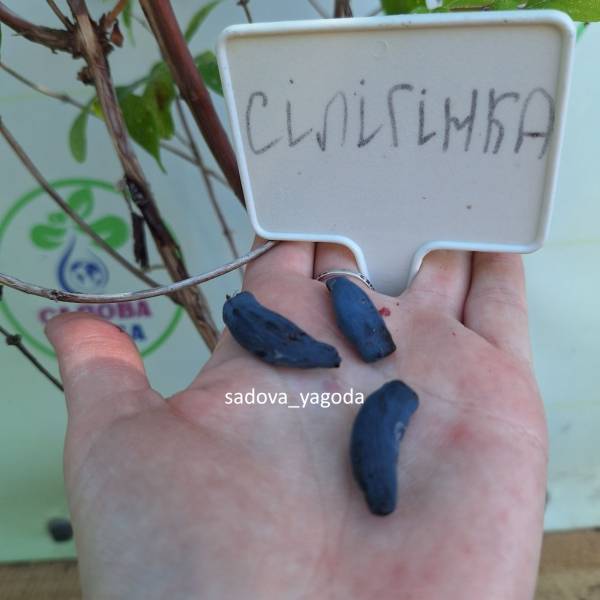 Жимолость Сілігінка (3 роки)