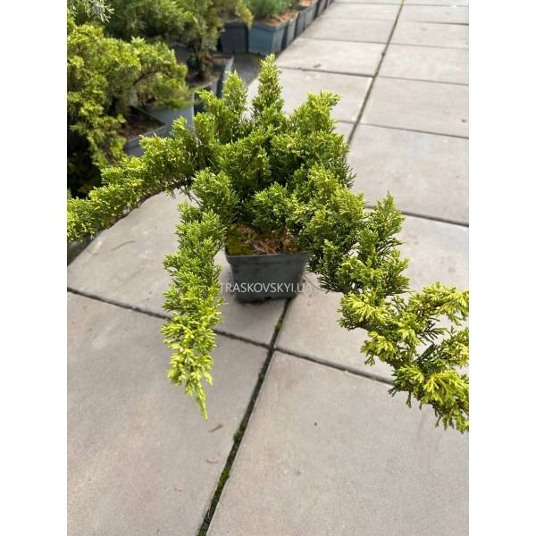 Ялівець козацький Тамарисцифолія (Tamariscifolia), 3л