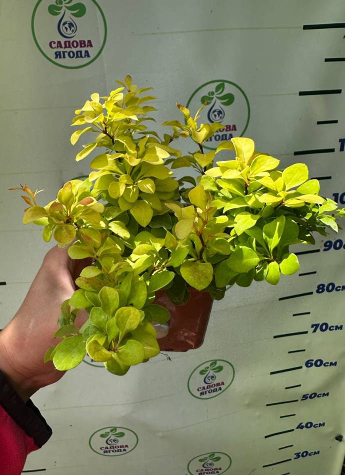 Барбарис Тунберга Tiny Gold (Тіні Голд), p9