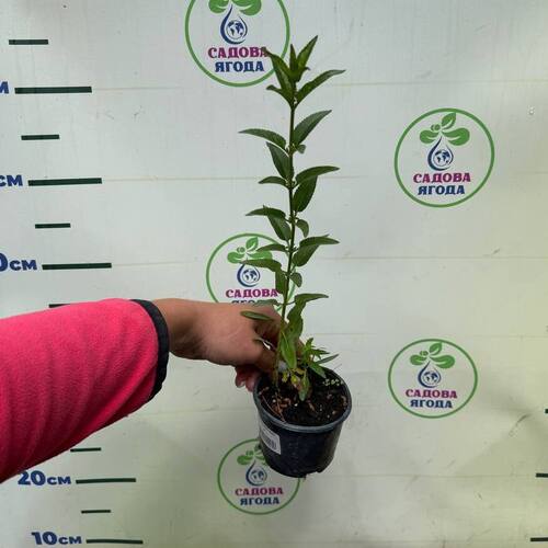 Вероніка Royal Candles (Роял Кендлес),p9